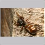 Synageles venator - Springspinne 09 4mm.jpg